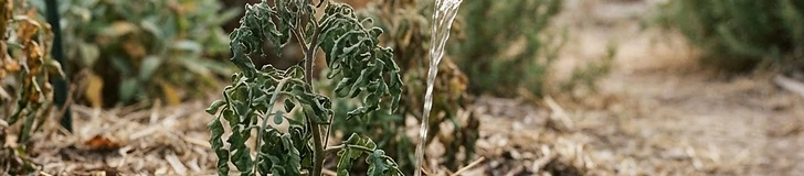 Staying Cool: A Guide to Watering Your Garden Through Extreme Heat and Drought