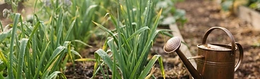 Close up of a gardener's hands gently clearing weeds from around the base of young, green onion shoots in a raised garden bed.