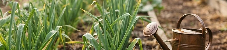 Close up of a gardener's hands gently clearing weeds from around the base of young, green onion shoots in a raised garden bed.