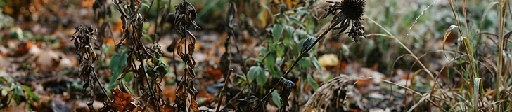 A close-up view of a garden bed covered in a thick, natural layer of fallen oak and maple leaves with dormant perennial stalks poking through.