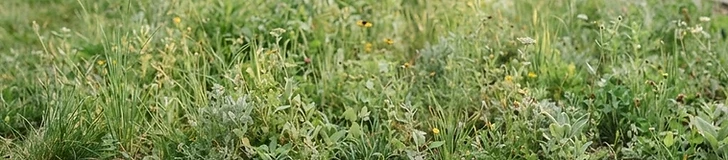 A diverse array of colorful native wildflowers and tall grasses swaying in a sunny backyard meadow with a wooden fence in the background.