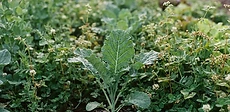 A close-up view of a vibrant green clover patch growing between rows of healthy, ripening vegetable plants in a sunny home garden.