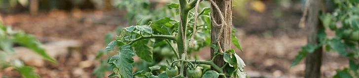 A close-up of a gardener's hands using pruning shears to remove a sucker from a green tomato plant tied to a wooden stake.