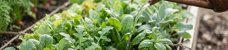 A close-up view of a gardener's hands applying organic granular fertilizer to a lush, compact vegetable garden grid.