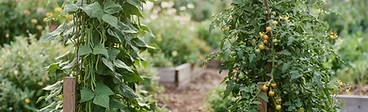 A sturdy arched cattle-panel trellis covered in lush green bean vines and ripening tomatoes in a sunny backyard garden.