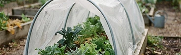 A backyard garden bed with metal hoops holding up a white mesh row cover to protect plants from harsh weather.