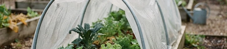 A backyard garden bed with metal hoops holding up a white mesh row cover to protect plants from harsh weather.