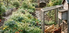 A backyard garden with a small wooden chicken coop near a raised vegetable bed and a row of berry bushes.