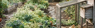 A backyard garden with a small wooden chicken coop near a raised vegetable bed and a row of berry bushes.