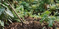 A close-up view of dark, rich garden soil covered in a layer of thick wood chip mulch under a lush green tropical plant.