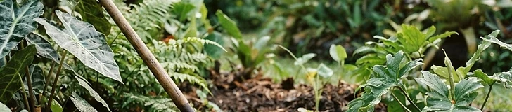 A close-up view of dark, rich garden soil covered in a layer of thick wood chip mulch under a lush green tropical plant.