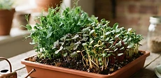 Close-up of vibrant green radish and sunflower microgreens growing in shallow black plastic trays on a bright kitchen windowsill.