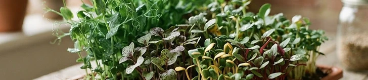 Close-up of vibrant green radish and sunflower microgreens growing in shallow black plastic trays on a bright kitchen windowsill.