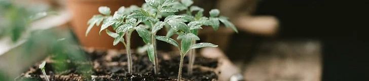 Close up of a tray of young tomato seedlings with bright green leaves growing in a sunny indoor seed starting station.