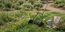 A close-up view of a healthy, lush green lawn with a blurred garden shed and flower beds in the sunny background.