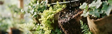 A close-up of a lush vertical garden wall with discreet black drip irrigation tubing running between pockets of vibrant green ferns and small flowering plants.
