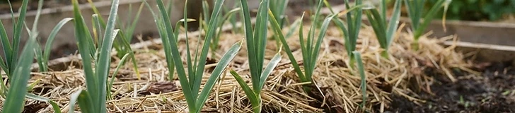 A close-up view of a gardener using a hand tool to carefully remove small weeds from between rows of young garlic plants growing in dark, rich garden soil.