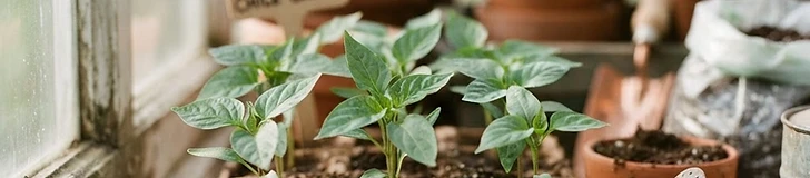 Close-up of young, vibrant green pepper seedlings growing in a dark plastic seed tray under bright artificial light.