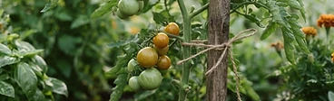 A close-up view of a gardener's hands tying a sturdy tomato vine to a tall wooden stake with green garden twine in a sunlit raised bed.