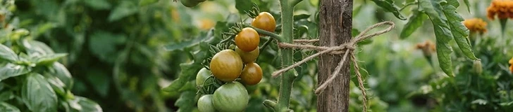 A close-up view of a gardener's hands tying a sturdy tomato vine to a tall wooden stake with green garden twine in a sunlit raised bed.