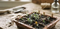 Close-up of small green seedlings sprouting in a dark soil tray under bright white grow lights.