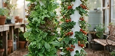 A white vertical hydroponic tower filled with lush green lettuce plants standing on a wooden deck in a sunny backyard garden.