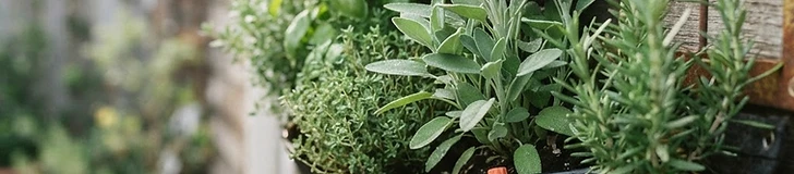 Close up of a hand watering a vertical pocket garden with a long-neck watering can to avoid splashing.