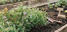 A close-up of lush crimson clover cover crop growing in a wooden garden bed with soil visible beneath the foliage.