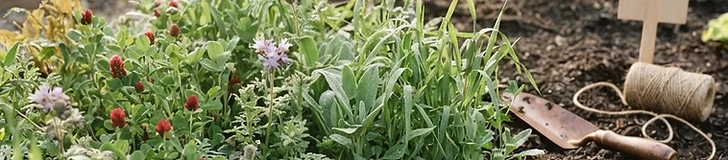 A close-up of lush crimson clover cover crop growing in a wooden garden bed with soil visible beneath the foliage.
