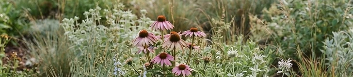 A close-up of a gardener's hands planting a small native perennial into rich, dark soil in a sunny garden bed.