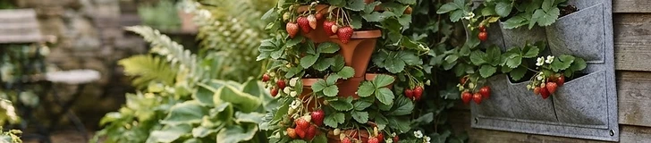A green vertical strawberry tower filled with ripening red strawberries sitting on a sunny wooden patio deck.