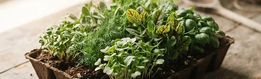Turn Your Windowsill Into a Micro-Farm: The Most Profitable Starter Greens