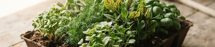 Turn Your Windowsill Into a Micro-Farm: The Most Profitable Starter Greens