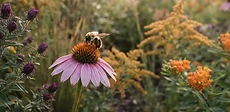 A close-up of a Monarch butterfly landing on a bright purple coneflower in a sunlit garden.