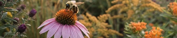 A close-up of a Monarch butterfly landing on a bright purple coneflower in a sunlit garden.