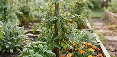 A flourishing vegetable garden bed with red tomatoes, bright orange marigold flowers, and green basil plants growing side by side.