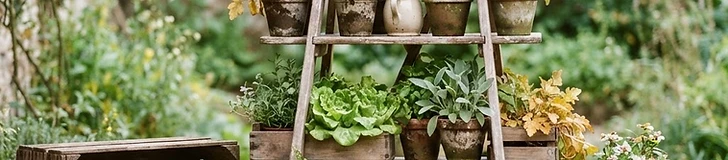 A vintage wooden ladder with potted herbs sitting on tiered shelves against a sunny garden fence.