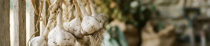 Freshly harvested garlic bulbs and onions drying on a wooden slatted rack in a shaded, well-ventilated garden shed.