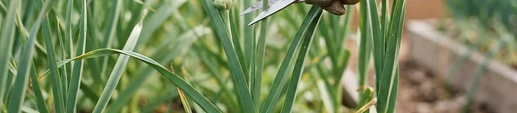 A close-up of a gardener's hand using snips to remove a curly green garlic scape from a garden bed.