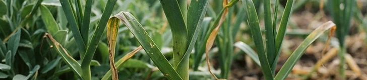 A close-up view of a large, freshly harvested elephant garlic bulb with its outer skin partially peeled to reveal large, pale cloves next to a wooden garden stake.