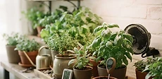 A small oscillating fan placed next to a collection of lush green houseplants on a wooden shelf in a bright room.