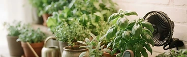 A small oscillating fan placed next to a collection of lush green houseplants on a wooden shelf in a bright room.