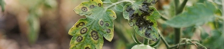 Close up of a green tomato plant leaf showing small brown spots and a healthy red tomato ripening in the soft sunlight of a home garden.