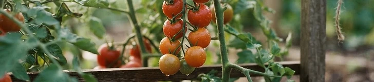 A close-up view of a hand picking a cluster of ripe, golden-orange cherry tomatoes and elongated red paste tomatoes from a vibrant green garden vine.