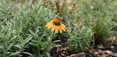 A close-up of a native bumblebee landing on a purple coneflower in a sunlit garden.