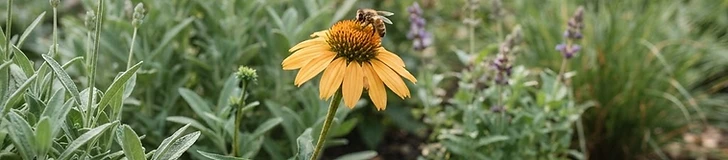 A close-up of a native bumblebee landing on a purple coneflower in a sunlit garden.
