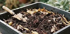 Close-up of a person in garden gloves checking the damp, brown bedding inside a plastic worm composting bin.