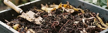 Close-up of a person in garden gloves checking the damp, brown bedding inside a plastic worm composting bin.