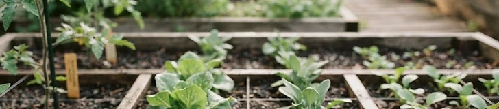 A close-up of a wooden garden bed with a white string grid layout showing various leafy green seedlings planted at specific intervals.