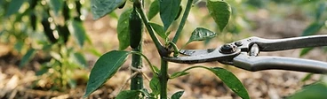 A close-up of a gardener using hand pruners to snip a small sucker branch off the main stem of a healthy, green pepper plant in a raised garden bed.